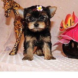 Photo of Yorkshire Terrier