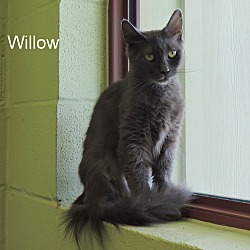 Thumbnail photo of Willow #4