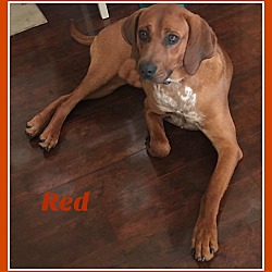 Thumbnail photo of Red #1