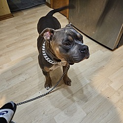 Photo of Lucy.