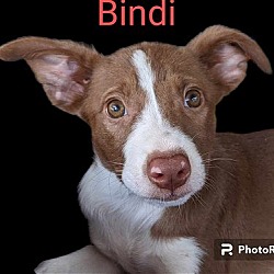 Photo of Bindi