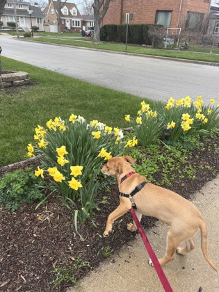 Photo of Daffodil