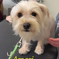 adopt a pet