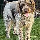 Adopt A Pet :: Boone - Escondido, CA