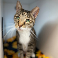 adopt-pet