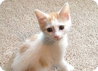 Cincinnati Oh Domestic Shorthair Meet Apricot A Pet For Adoption