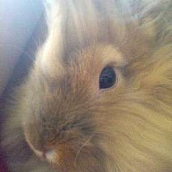 Thumbnail photo of Toffee #1