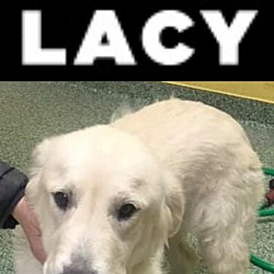 Photo of LACY