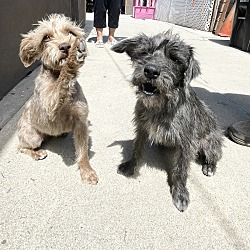 Schnauzer poodle best sale mix grey