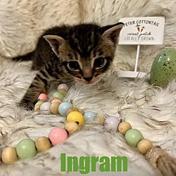Photo of INGRAM Kitten
