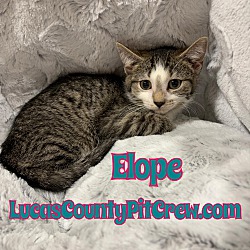 Photo of Elope