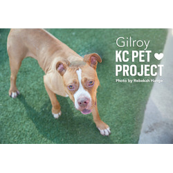 Thumbnail photo of Gilroy #2