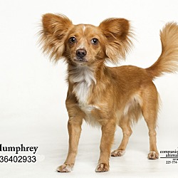 Thumbnail photo of Humphrey  (Foster Care) #2