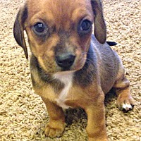 Boulder, CO - Pet Adoption. Brighter Days Dog Rescue has dogs ...