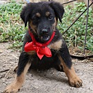 Rottweiler Puppies - Rottweiler Rescue and Adoption Near You