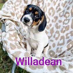 Photo of Willadean
