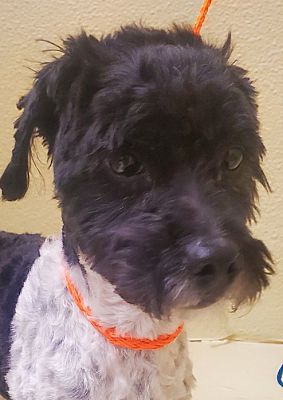 las vegas, NV - Poodle (Miniature). Meet borris a Pet for Adoption