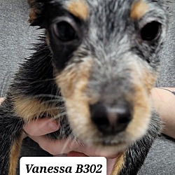 Photo of Vanessa B302