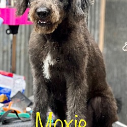 Thumbnail photo of MOXIE #1