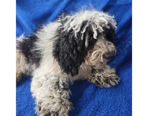 Wadena, MN - Cockapoo/Mixed Breed (Medium). Meet Jones a Pet for ...