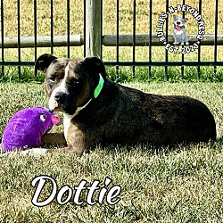 Thumbnail photo of Dottie #2