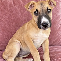 HOOT BOO - Boxer / American Staffordshire Terrier available for adoption