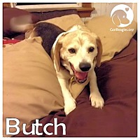 butch beagle
