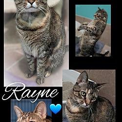 Photo of Rayne