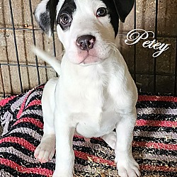 Thumbnail photo of Petey the Puppy ~ meet me ~ #1
