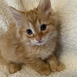 Photo of Paws Newman