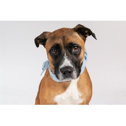 Photo of GINGER