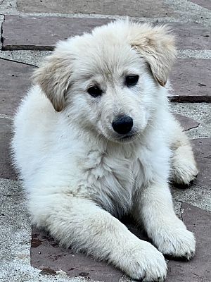 Arlington, TX - Golden Retriever/Shepherd (Unknown Type). Meet Maria a ...