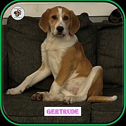 Thumbnail photo of Gertrude - The "G" Litter #1