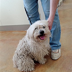 Photo of Irwin (adoption pending)