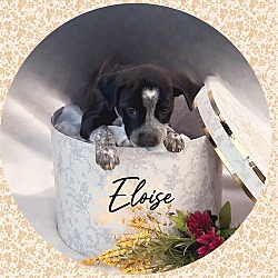 Thumbnail photo of Elegant ELOISE #1