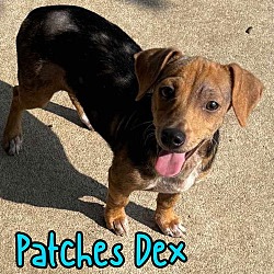 Thumbnail photo of Patches Dex #3