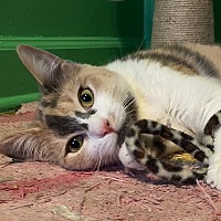 adopt a pet