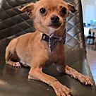 Adopt A Pet :: Spencer - Escondido, CA