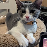 adopt a pet