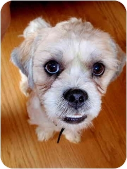 Jacksonville Fl Lhasa Apso Meet Tully A Pet For Adoption