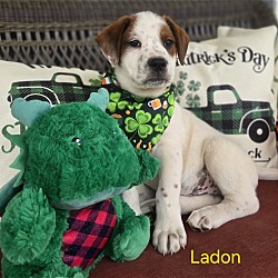 Thumbnail photo of Ladon #1
