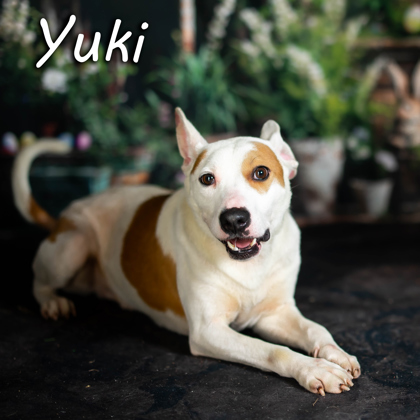 Photo of Yuki