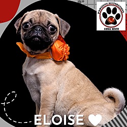 Photo of ELOISE