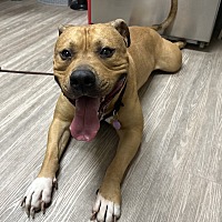 adopt a pet