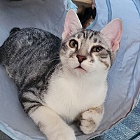 adopt-pet