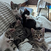 adopt a pet