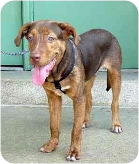 vizsla mixed with german shepherd