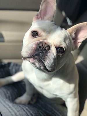 Cincinnati Oh French Bulldog Meet Roger A Pet For Adoption