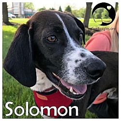 Photo of Solomon