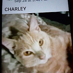 Thumbnail photo of Charley #3